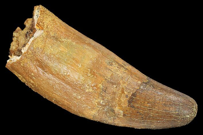 Rooted Cretaceous Fossil Crocodile Tooth - Morocco #134491